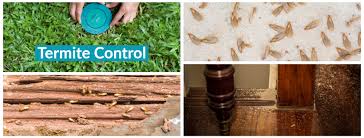 Discover genuine guest reviews for best western plus palm beach. Termite Treatment Palm Beach Termite Control Island Environmental