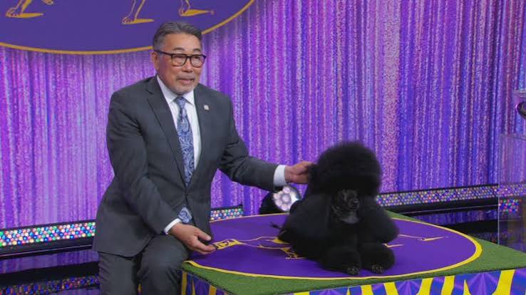 Meet 2024 Westminster best in show dog Sage - ABC News