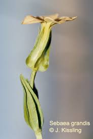 Image result for Sebaea