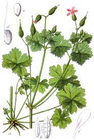 Image result for Geranium aculeolatum