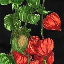 Japanese flowers that represent death. The Language Of Flowers Winter Cherry Physalis Life After Death Time