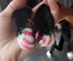 Alpha linolenic acid (ala) 178 mg. 5 Myths You Should Know About Cat Nail Caps National Cat Groomers Institute