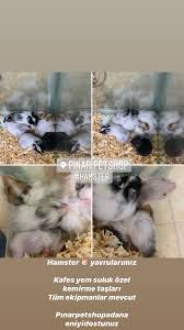 Pinarpetshopadana On Twitter Hamster Yavrularimiz Kafes Yem Suluk Ozel Kemirme Taslari Tum Ekipmanlar Mevcut Pinarpetshopadana Eniyidostunuz Tavsan Hamster Ginepig Kemirgen Talas Pellet Yonca Ot Kafes Suluk Adana Gazianteppetshop