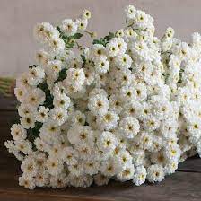 Pin On Gardening