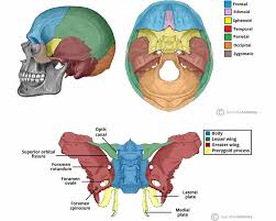 Image result for Sphenoid Bone