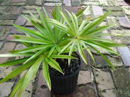 Taraw Palm Livistona Saribus Mediterraner Garten Garten Mediterran
