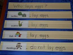 Animals That Lay Eggs Kindergarten Lessons Mother Baby