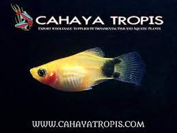 Cahaya Tropis Home Facebook