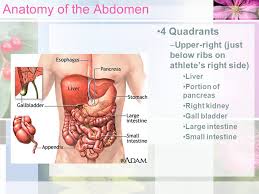 The following diagram shows the four quadrants of abdomen : Chapter 8 Abdominal Injuries Objectives Understand The Anatomy Of The Abdomen Understand The Implications Of Illness Or Injury Related To A Specific Ppt Download