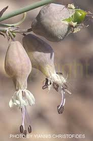 Image result for Silene abyssinica