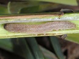 Image result for Chilodes maritima