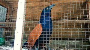Download suara burung dudut betina. Pemilik Suara Seram Suara Burung Bubut Youtube