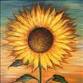 Sunflower on Sunset event image
