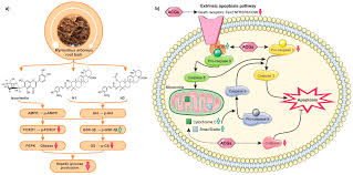 Image result for Myrianthus arboreus