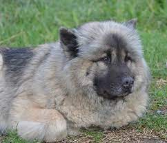 What's so special about the german shepherd? 21 German Shepherd Mixes Today S Most Popular Pups Shepherd Sense