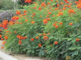 Orange and yellow flowers in texas. Desert Shrubs Caesalpinia Pulcherrima Tjs Garden
