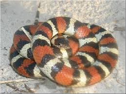 Image result for Tinnea apiculata