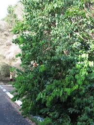 Image result for Cleistanthus