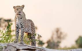Looking for the best jaguar xjs wallpaper? Wallpaper Leopard Tiger Jaguar Cheetah Big Cat Background Download Free Image