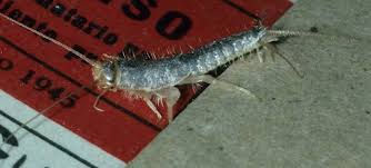 Wir bieten bild silberfische im schlafzimmer woher ist ähnlich, weil unsere website schenke aufmerksamkeit diese kategorie, benutzer können ihren weg finden leicht und wir zeigen eine. Silberfische So Bekampfen Sie Die Schadlinge