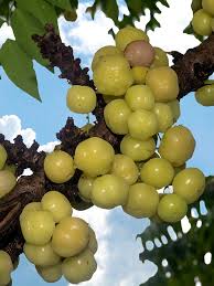 Image result for Phyllanthus nyikae