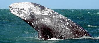 Image result for grey whale