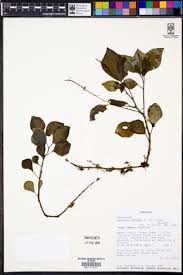 Image result for Peperomia fernandopoiana