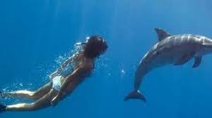 Il parco marino mediterraneo a malta offre l'occasione unica per adulti e bambini di fare e avere un contatto diretto con un delfino. Come Nuotare Con I Delfini In Portogallo Viaggiamo