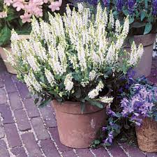 To get established in usda zones 5 & 6, western salvia (noted above) must be planted in spring or early summer, not in the fall. Salvia Nemorosa White J Parker Dutch Bulbs