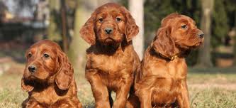 They are loyal to their favorite humans and also love to meet new people. Home The Irish Kennel Club