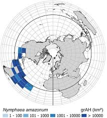 Image result for Limosella maior