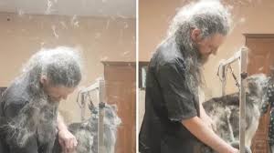 Approximately 93 percent vacuum or sweep regularly to deal with hair and 71 percent also try to regularly brush or. Dog S Fur Goes Everywhere Youtube