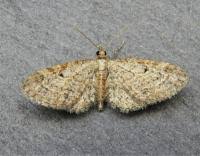 Image result for Eupithecia tenuiata