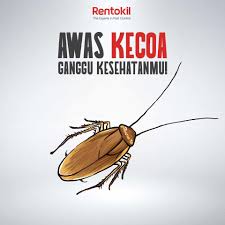 Maybe you would like to learn more about one of these? Rentokil Indonesia 3 Bahaya Kecoa Untuk Kesehatan Manusia 1 Kontaminasi Makanan Kecoa Dapat Hidup Dengan Memakan Apapun Mereka Mencemari Makanan Terbuka Dengan Membuang Kotoran Di Atasnya Meninggalkan Rambut Kulit Mati Dan