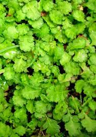 Image result for Salacia leptoclada