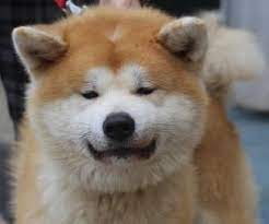 Advice from breed experts to make a safe choice. Akita Inu Cani Veneto Annunci Animali Trovacuccioli Com Gratis Cani Gatti