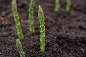 Wie der anbau im eigenen garten gelingt, zeigt unser video. Spargeln Pflanzen Hausinfo