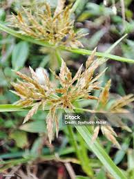 Image result for Cyperus rotundus