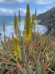 Image result for Aloe barendii