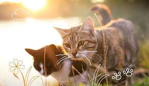 Thousand of names here, including unique and popular cat names ideas. 2020 S Top 10 Cat Names Popular Cat Kitten Names Mipet Cover