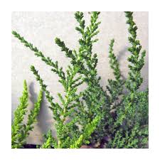 Image result for Fabiana imbricata