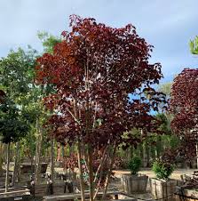 Image result for Euphorbia cotinifolia