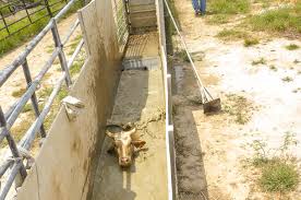 Image result for dip vat