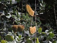 Image result for Macropsychanthus