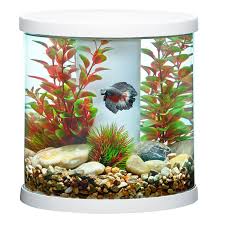 Top Fin Bettaflo Soothe Betta Aquarium 3 5 Gallon Fish Starter Kits Petsmart In 2020 Betta Aquarium Betta Aquarium