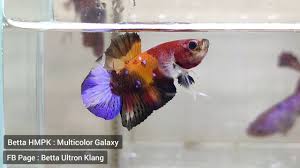 17 types of fancy halfmoon plakats are third videos that i created to know how many types of fancy halfmoon plakats. Betta Halfmoon Plakat Multicolor Galaxy Youtube
