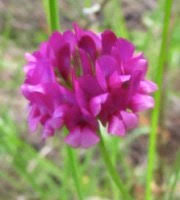 Image result for Sebaea leiostyla