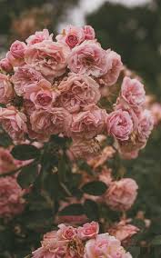 Maybe you would like to learn more about one of these? Pastel Pink Flower Pastel Aesthetic Flower Wallpaper Novocom Top
