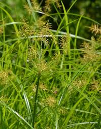 Image result for Cyperus nduru