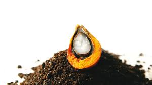 We did not find results for: Alfa Laval Palm Oil Mill Effluent Pome Treatment